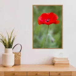 16" X 23" Poppy Flower By Richard And Susan Day Danita Delimont Framed Canvas Wall Art Red - Amanti Art -Amanti Art GUEST 0a39fa1b 822f 47f0 aebe cb77c19ded02