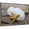 23" X 16" Sand Dollar And Starfish Still Life By Savanah Plank Danita Delimont Framed Canvas Wall Art - Amanti Art -Amanti Art GUEST 0c7583a2 95b5 4d69 9425 280392c18ee8