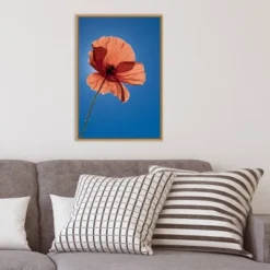 16" X 23" Poppy Flower By Michele Niles Danita Delimont Framed Canvas Wall Art Blue - Amanti Art -Amanti Art GUEST 1da3249c f0db 4be4 bb15 7bb4ccc58a3a