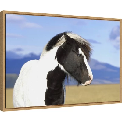 23" X 16" Icelandic Horse By Peter Langer Danita Delimont Framed Canvas Wall Art - Amanti Art 3 23" X 16" Icelandic Horse By Peter Langer Danita Delimont Framed Canvas Wall Art - Amanti Art