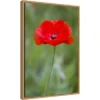 16" X 23" Poppy Flower By Richard And Susan Day Danita Delimont Framed Canvas Wall Art Red - Amanti Art 1 16" X 23" Poppy Flower By Richard And Susan Day Danita Delimont Framed Canvas Wall Art Red - Amanti Art -Amanti Art GUEST 1e88f120 7068 4ffe a906 f840b3a347c4
