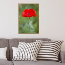 16" X 23" Poppy Flower By Richard And Susan Day Danita Delimont Framed Canvas Wall Art Red - Amanti Art -Amanti Art GUEST 2b7c4a04 658c 4d62 b4e1 dfbfd50dc620