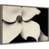 23" X 16" Dogwood Flower By Gary Horsfall Framed Canvas Wall Art - Amanti Art