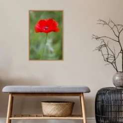 16" X 23" Poppy Flower By Richard And Susan Day Danita Delimont Framed Canvas Wall Art Red - Amanti Art -Amanti Art GUEST 3ebca87f f07e 46dc b2fb 2439230d1a3a