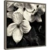 16" X 16" Dogwood Flower No.3 By Gary Horsfall Framed Canvas Wall Art - Amanti Art -Amanti Art GUEST 4957b79a cd19 4b15 af62 3fefbced96e5