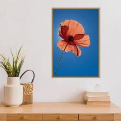 16" X 23" Poppy Flower By Michele Niles Danita Delimont Framed Canvas Wall Art Blue - Amanti Art -Amanti Art GUEST 56a6b46a 221b 4512 bac4 bfa9c2e06a76
