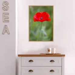 16" X 23" Poppy Flower By Richard And Susan Day Danita Delimont Framed Canvas Wall Art Red - Amanti Art -Amanti Art GUEST a0197237 192f 49d0 b996 a82f87484ba0