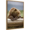 16" X 23" Bear Resting On A Beached Log By Paul Souders Danita Delimont Framed Canvas Wall Art Brown - Amanti Art -Amanti Art GUEST aade6785 9bbd 442a ace1 e2760aab6a31
