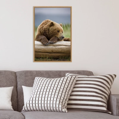 16" X 23" Bear Resting On A Beached Log By Paul Souders Danita Delimont Framed Canvas Wall Art Brown - Amanti Art 9 16" X 23" Bear Resting On A Beached Log By Paul Souders Danita Delimont Framed Canvas Wall Art Brown - Amanti Art - Image 7