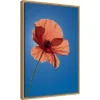 16" X 23" Poppy Flower By Michele Niles Danita Delimont Framed Canvas Wall Art Blue - Amanti Art -Amanti Art GUEST b22e8641 ba89 48c2 a80e 12193e587f85