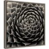 16" X 16" Succulent By Gary Horsfall Framed Canvas Wall Art - Amanti Art